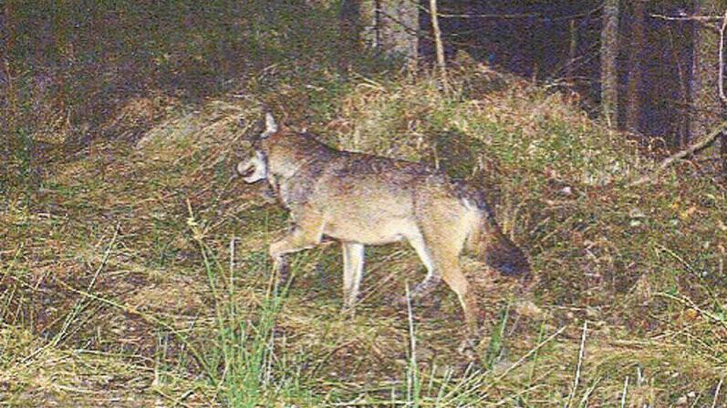 Fotofallen zeigen, was die Tiere im Wald tun. Hier streift ein Wolf durch den Bayerischen Wald.