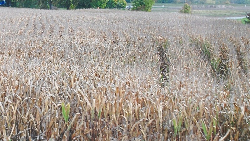 Viele Maisfelder im Landkreis sehen derzeit so aus. Bei gutem Wetter können die Pflanzen noch weiter trocknen - das spart Öl und Gas, mit dem die Anlagen für die künstliche Trocknung betrieben werden.