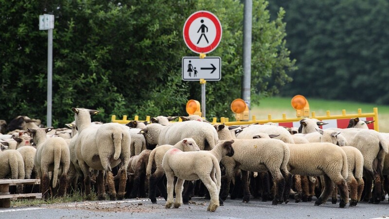 Tier schlägt Mensch: Quert eine Schafherde eine Straße, liegt der Verkehr lahm, ganz egal, wie wichtig einem behinderten Autofahrer der eigene Termin ist.
