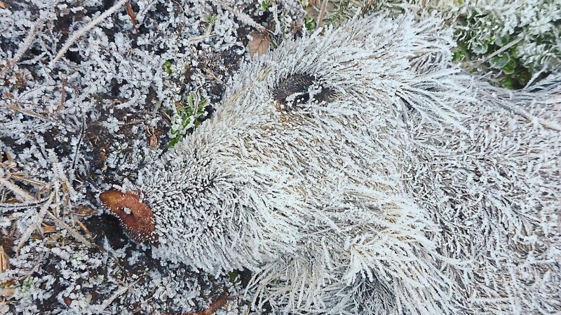 Wie schockgefrostet liegt dieses tote Wildschwein im Nationalpark Bayerischer Wald.