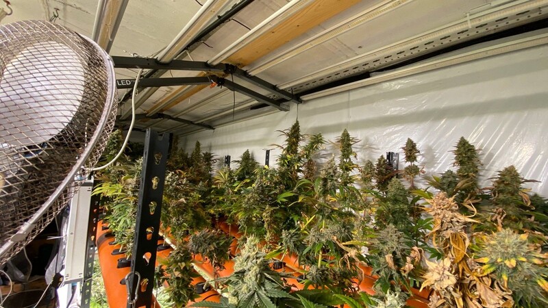Die Beamten fanden unter anderem eine Aufzuchtanlage mit rund 500 Marihuana-Pflanzen.