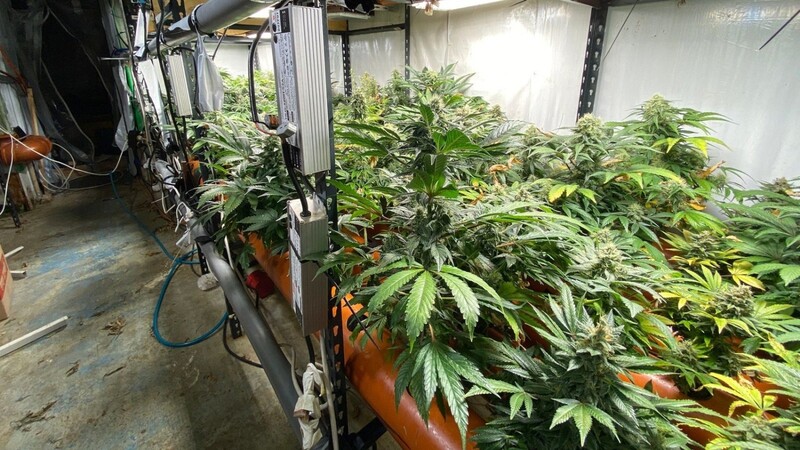 Die Beamten fanden unter anderem eine Aufzuchtanlage mit rund 500 Marihuana-Pflanzen.