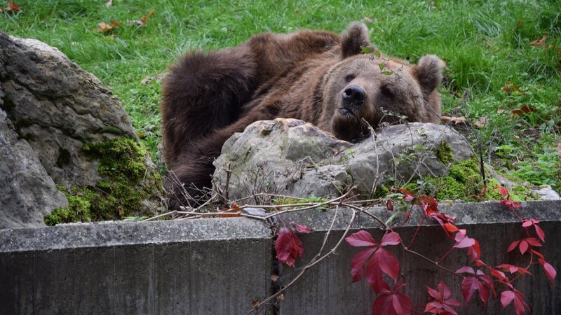 Warten auf Besucher: Der Tiergarten in Straubing muss wegen der aktuellen Inzidenz von über 100 geschlossen bleiben.