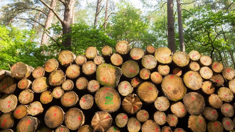 Von den gestohlenen 15 Ster Holz aus dem Wald bei Altenthann fehlt nach wie vor jede Spur. Zeugenaussagen zu dem Fall gibt es bis heute nicht. (Symbolfoto)