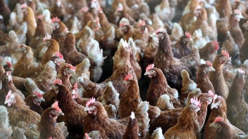 Hühner in einem Stall auf einem Geflügelhof.