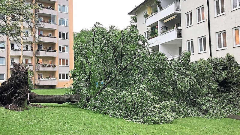Zum Glück nur auf der Wiese gelandet: In München haben Gewitter Bäume entwurzelt.
