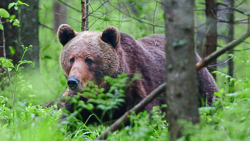 In Oberbayern wurde ein Bär von Wildkameras aufgenommen. (Symbolbild)