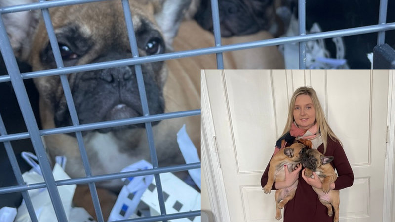 Vorher, nachher: Tierschützerin Melanie Schmidt (Name geändert) hat zwei illegal importierte Französische Bulldoggen-Welpen auf dem Arm, die sie später den Behörden übergeben hat, so dass sie in ein Münchner Tierheim gebracht werden konnten.