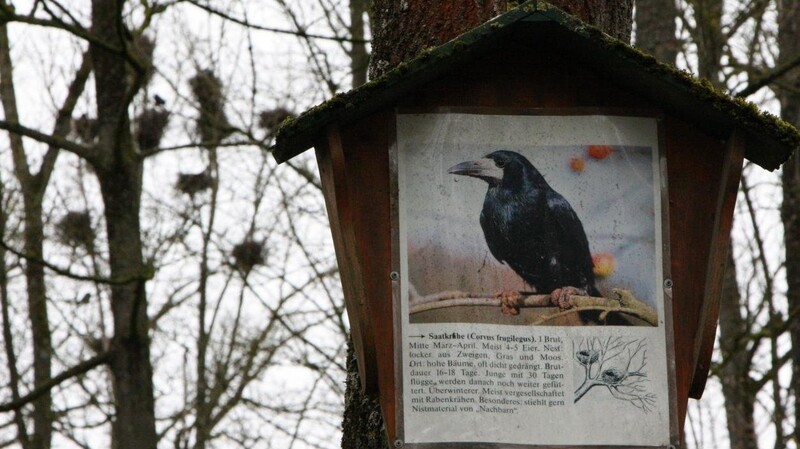 Ein Schild des Vogellehrpfads zur Saatkrähe am Eingang des Tierparks. Im Hintergrund erkennt man die Nester.