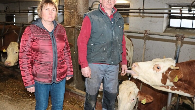Tanja und Josef Wiedenbeck betreiben in Oberhaarbach einen Bauernhof mit Milchkühen und Bullen. Ein Kalb ist derzeit ausgebüxt.