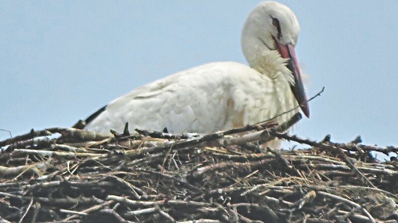 Eigentlich könnte der Jungstorch schon mit den Eltern zu den Donauauen fliegen - er sitzt derzeit aber lieber im Nest und wartet auf elterliche Fütterung.
