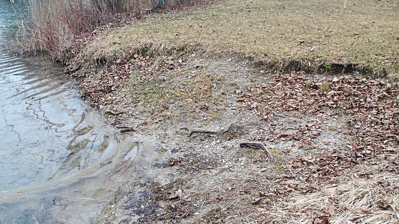 Der rechte Zugang direkt neben dem Biotop fällt aufgrund des gesunkenen Grundwasserstandes abrupt ab und soll aufgeschüttet werden.