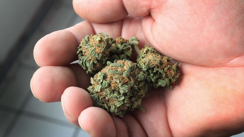 Ein Mann hält getrocknete Cannabisblüten in der Hand. Er konsumiert Cannabis nach einem Motorradunfall legal zur Schmerztherapie.
