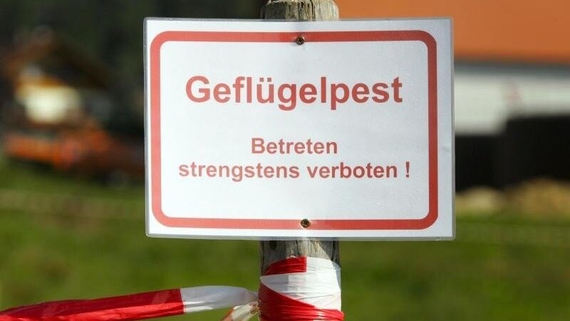 Gute Nachricht für Geflügelhalter im Landkreis Regensburg: ihre Tiere dürfen wieder ins Freie. Auch Ausstellungen und Märkte sind wieder erlaubt. (Symbolbild)