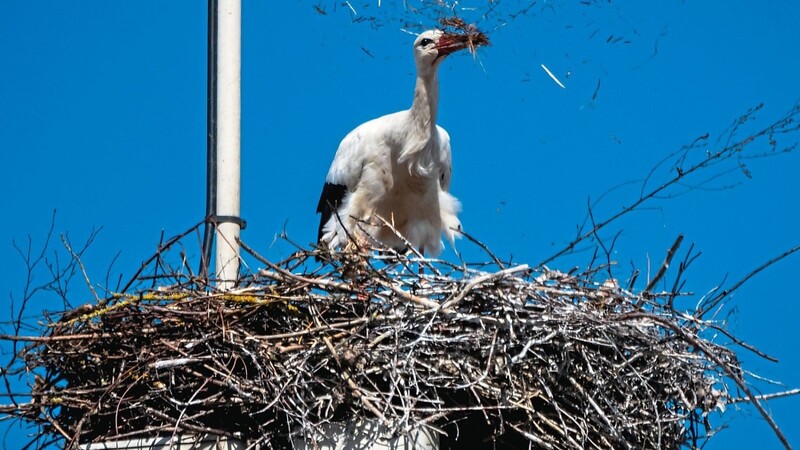 Beim Nestbau. Ein Storch auf dem Funkturm am Hama-Gelände.