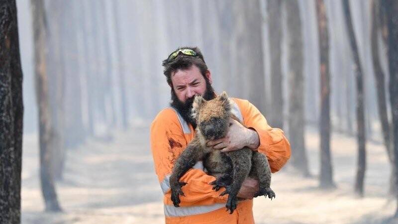 Ein Wildtierretter im Einsatz: Die Buschfeuer haben den Koalas schwer zugesetzt.