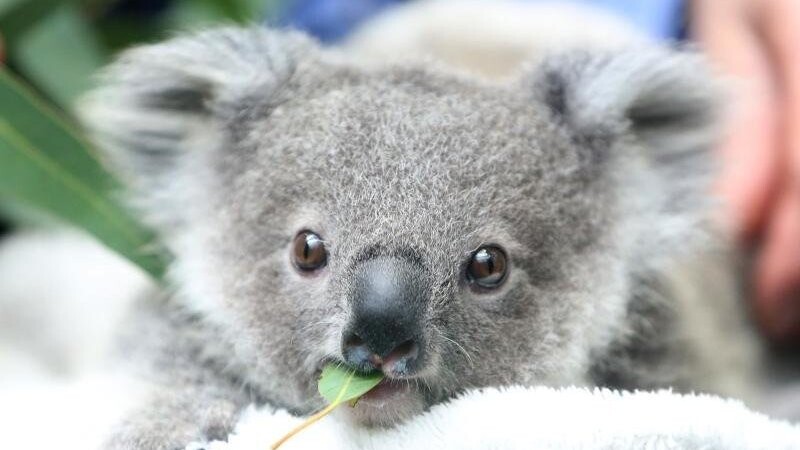 Ein Koala-Baby kaut an einem Eukalyptusblatt. Die Zahl der Beutelsäuger nimmt rapide ab.