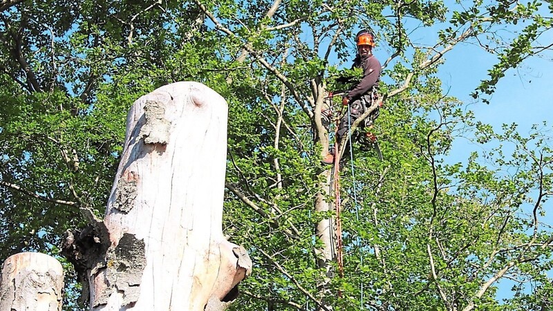 Christian Hartl schneidet Totholz, das abbrechen könnte, aus dem Gipfel der Buche. Nebenan steht ein sogenannter Ökostamm - ein toter Baum, der weiter wertvoll für die Tierwelt ist.