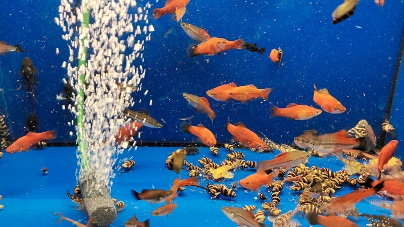 Viele Fische und viel Publikum bei der Zierfischbörse der Aquaristikfreunde in der Keglerhalle.