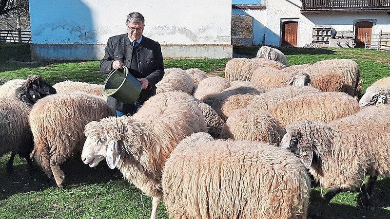 Wenn der Pfarrer mit Kraftfutter kommt, gibt es für seine Schafe kein Halten mehr.