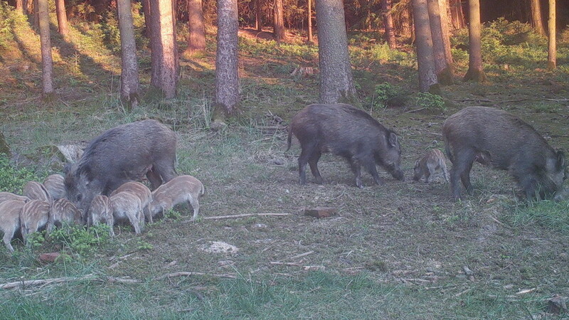 Für Naturfreunde ist so ein Anblick vielleicht ein echtes Erlebnis. Jäger sind freilich höchst besorgt über die enorm ansteigende Wildschweinpopulation.