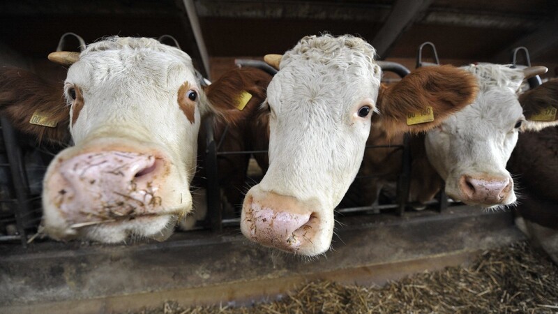 Am Samstag sind auf einem Bauernhof in Teisnach zwei Kühe durch den Stallboden gebrochen und gestorben. (Symbolbild)