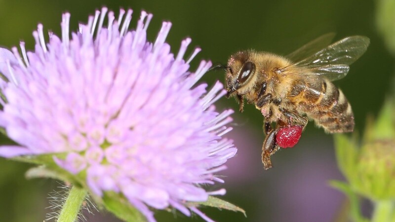 "Rettet die Bienen" heißt das Volksbegehren. Die Biene soll dabei nur stellvertretend stehen für zahlreiche Tiere und Pflanzen, die durch den Gesetzesentwurf besser geschützt werden sollen.
