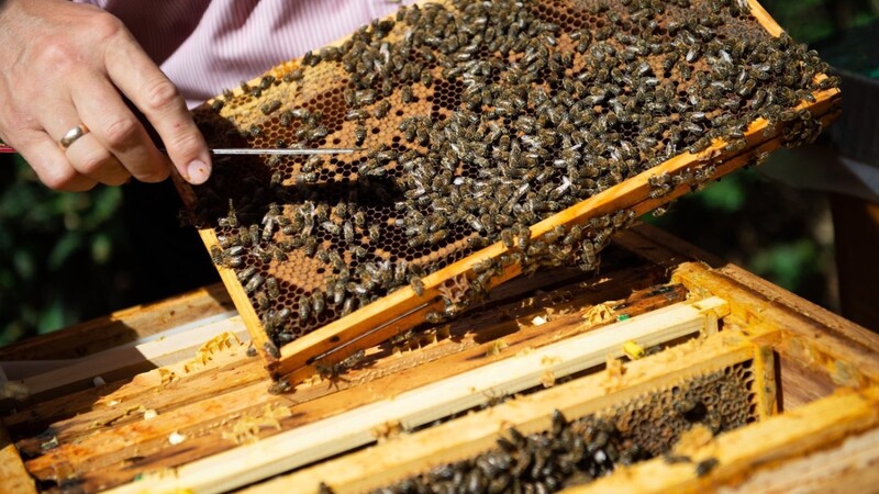 Auf massive Kritik stößt das angelaufene Volksbegehren "Rettet die Bienen!" beim Bauernverband.