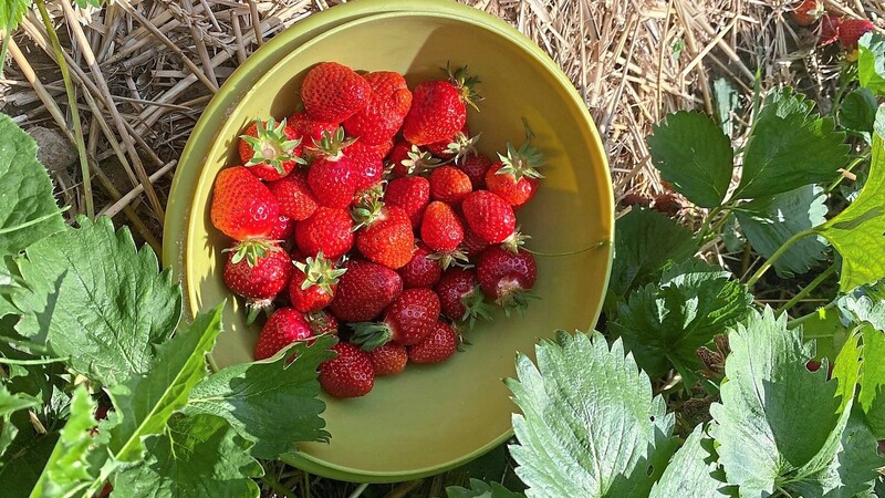 Die Nachfrage nach Erdbeeren zum Selberpflücken bleibt in der Region weiterhin hoch.