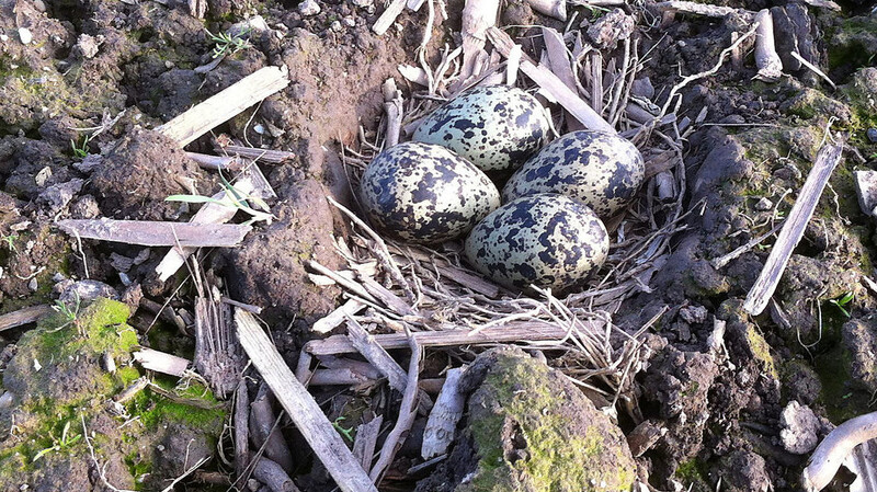 In jedem Gelege sind vier Eier. Am Ende würde es zum Fortbestand der Population reichen, wenn ein Jungtier überlebt.