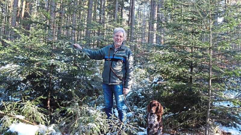 In einem Wald bei Perlhütte zeigt Dr. Arthur Bauer ein gelungenes Beispiel für Verjüngung.