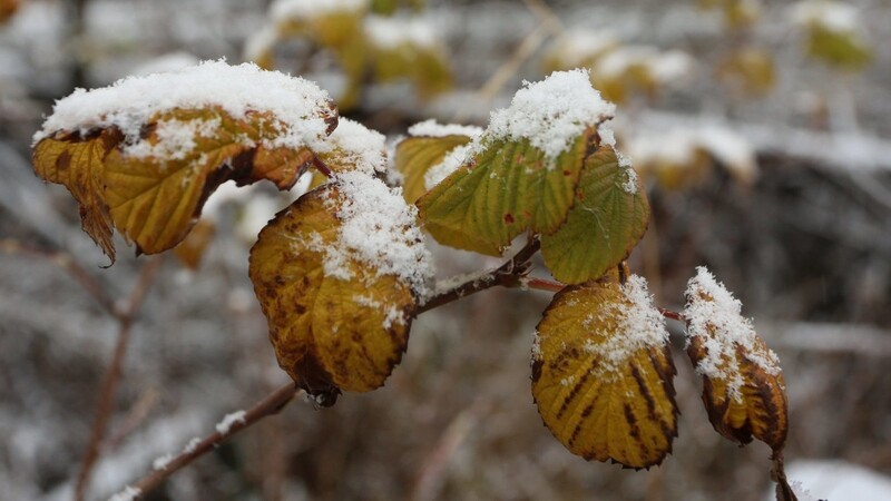 Schnee bedeckt bunt gefärbtes Laub. In den Alpen und im Bayerischen Wald hat es am Donnerstag geschneit. (Symbolbild)