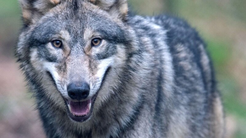 Ein Wolf läuft durch ein Freigehege im Wildpark Alte Fasanerie.