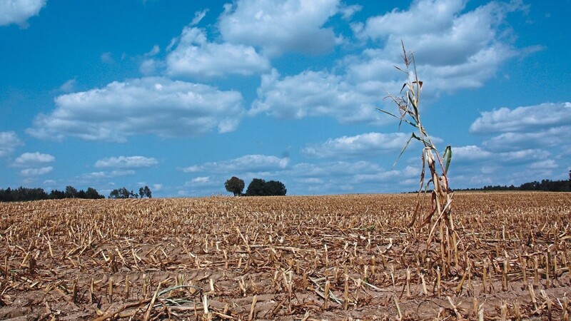 Die lange Trockenheit hat 2018 nicht nur auf diesem abgeernteten Maisfeld Spuren hinterlassen.