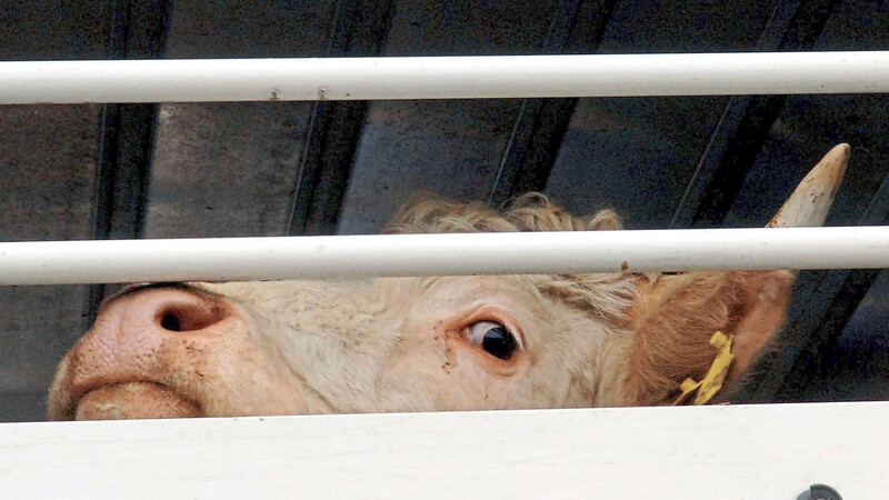 Bayerische Kühe dürfen nun nicht mehr in 17 nordafrikanische, asiatische und arabische Länder transportiert werden, da laut Umweltministerium der Tierschutz auf dem Weg nicht sichergestellt werden könne.