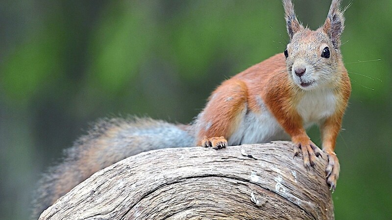 Eichhörnchen sind Kulturfolger und werden oft auch in Städten und Gärten gesichtet.