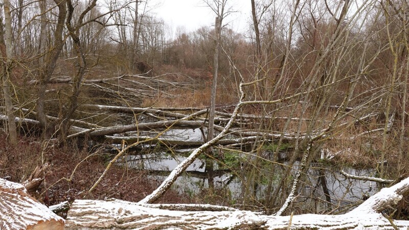 Umgestürzt waren die Bäume im Februar 2020, als Tief Sabine durch das Land zog. An der Amper sind die Folgen des Orkans noch sichtbar.