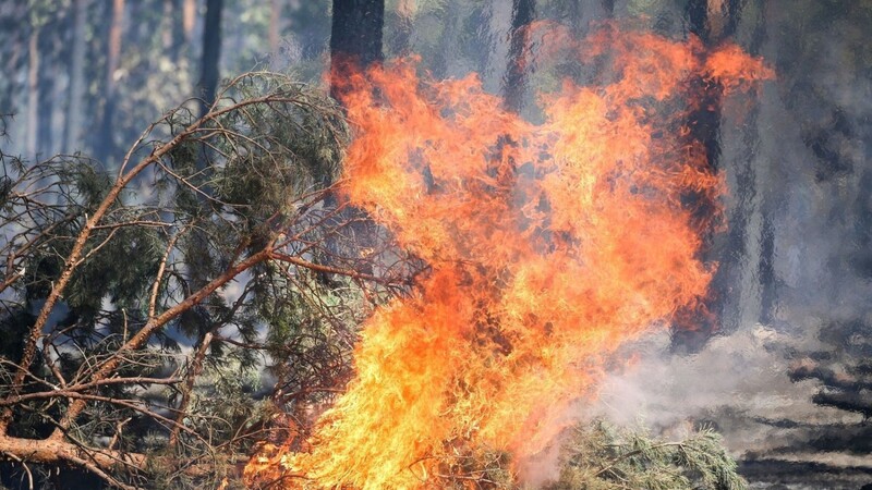 Feuer lodert bei einem Waldbrand.