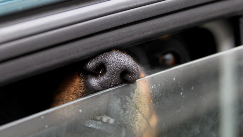 In Deggendorf hat am Wochenende ein Mann seinen Hund in einem überhitzten Auto zurückgelassen. (Symbolbild)