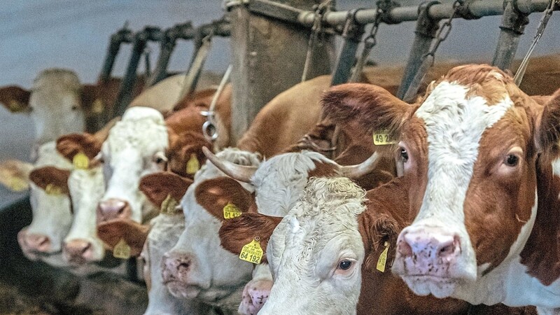Zehn Kühe sind den Aufwand nicht wert, zum Überleben braucht es mindestens 50; 90 kann einer allein nicht mehr versorgen, und damit sich eine Hilfskraft rechnet, sind 120 nötig: Einen Milchviehbetrieb effizient zu führen, ist eine Kunst für sich. Immer mehr Landwirte suchen sich deswegen ein zweites Standbein.