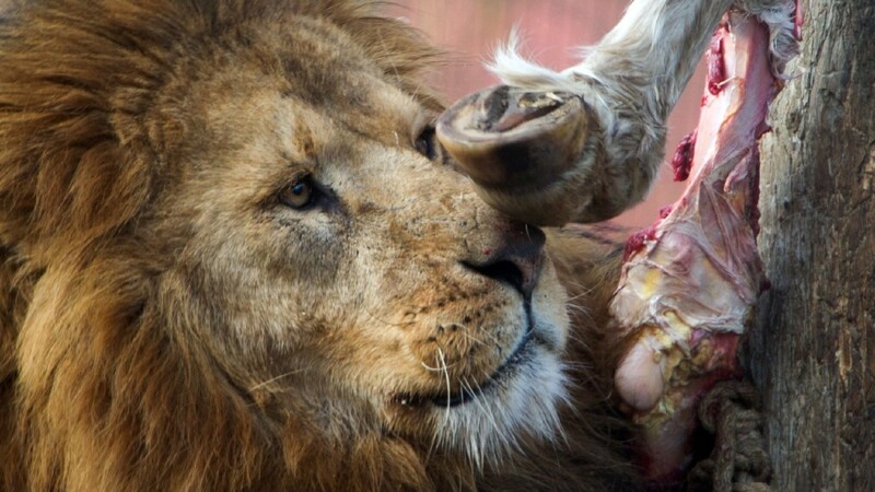 Manche Zoos verfüttern neben gekauftem Fleisch auch eigene Tiere an Löwen, Tiger und Co, um Überpopulationen zu verhindern.