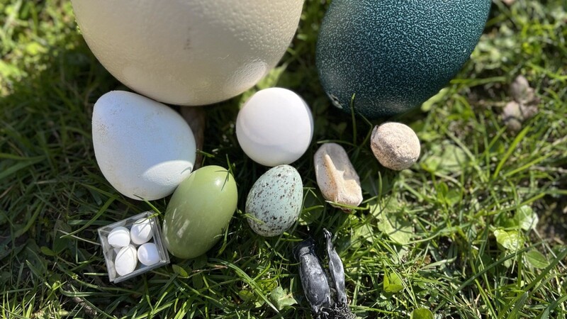 Vom Straußen- bis zum Katzenhai-Ei: in der Sammlung des Straubinger Tiergartens finden sich Eier verschiedenster Formen und Farben.