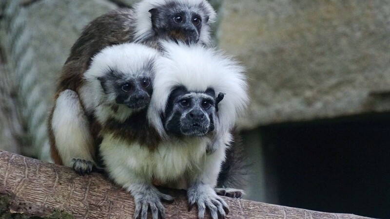 Zwei junge Lisztäffchen im Tiergarten Straubing auf dem Rücken eines der Elterntiere