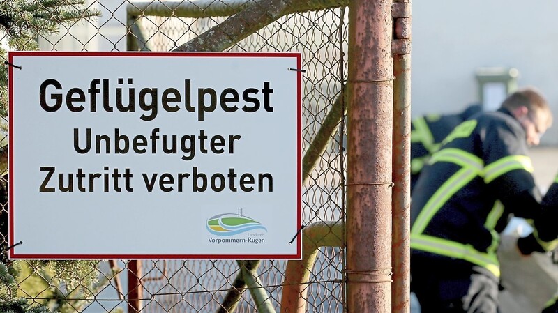 Der Sperrbezirk um den von der Geflügelpest betroffenen Betrieb bei Geiselhöring ist seit diesem Wochenende aufgehoben.