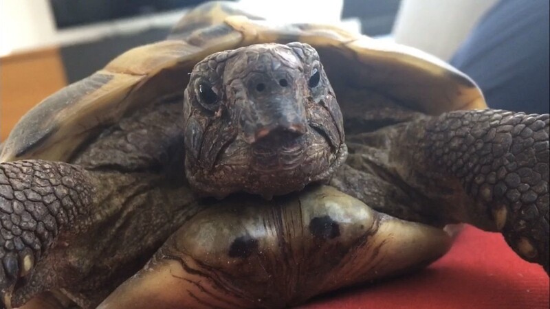 Ein Dieb hat diese Schildkröte aus einem Garten in Regenstauf gestohlen.