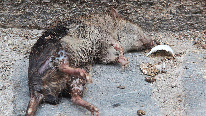 Diese tote Ratte lag am Montagvormittag in der Bernauergasse.