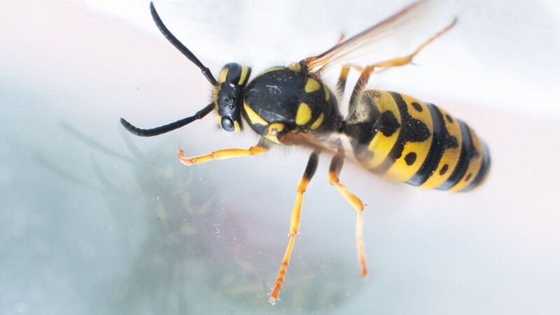 Eine Wespe fliegt vor einer Fensterscheibe.