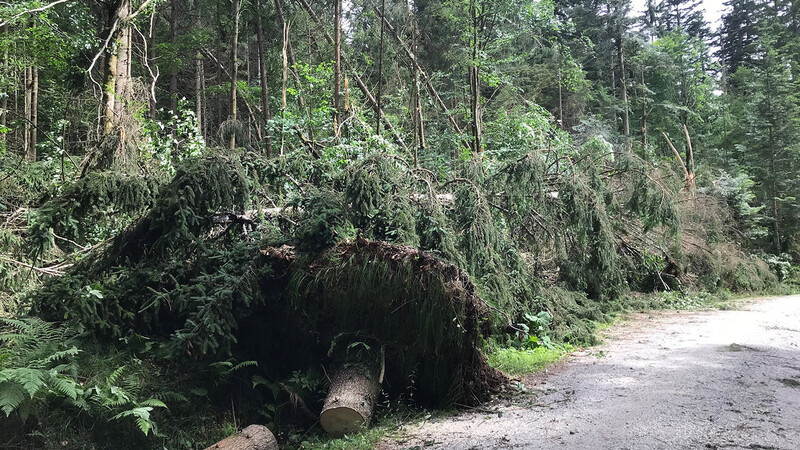 Der Gewittersturm am vergangenen Mittwoch hat im Bereich Scheuereck und Bayerisch Eisenstein viele Bäume zu Fall gebracht.