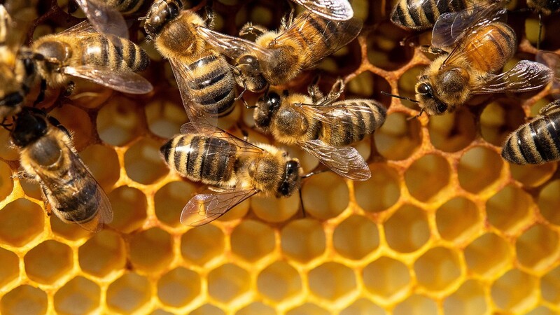 Honigbienen haben einen Dialekt, haben Forscher herausgefunden.