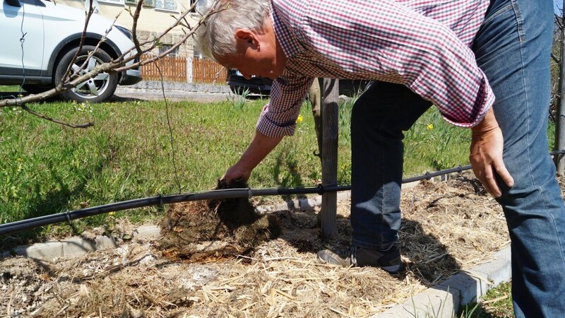 Wolfgang Seidl inspiziert den Boden unter dem fermentierten Material, das er zu Füßen der Spalierbäume ausgebracht hat.